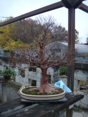 Cristie Kerr Upskirt - New tree for the bonsai garden. â€“ Italian Bonsai Dream â€“ Mauro Stemberger