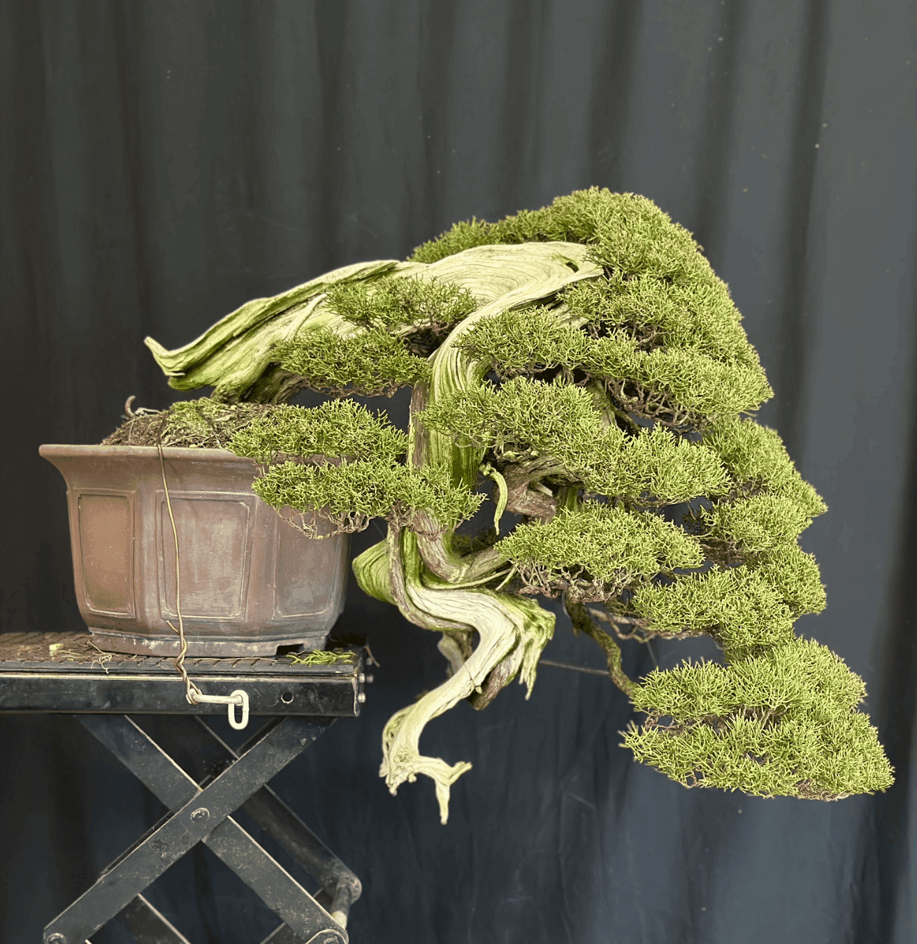 Italian Bonsai Dream | Mauro Stemberger