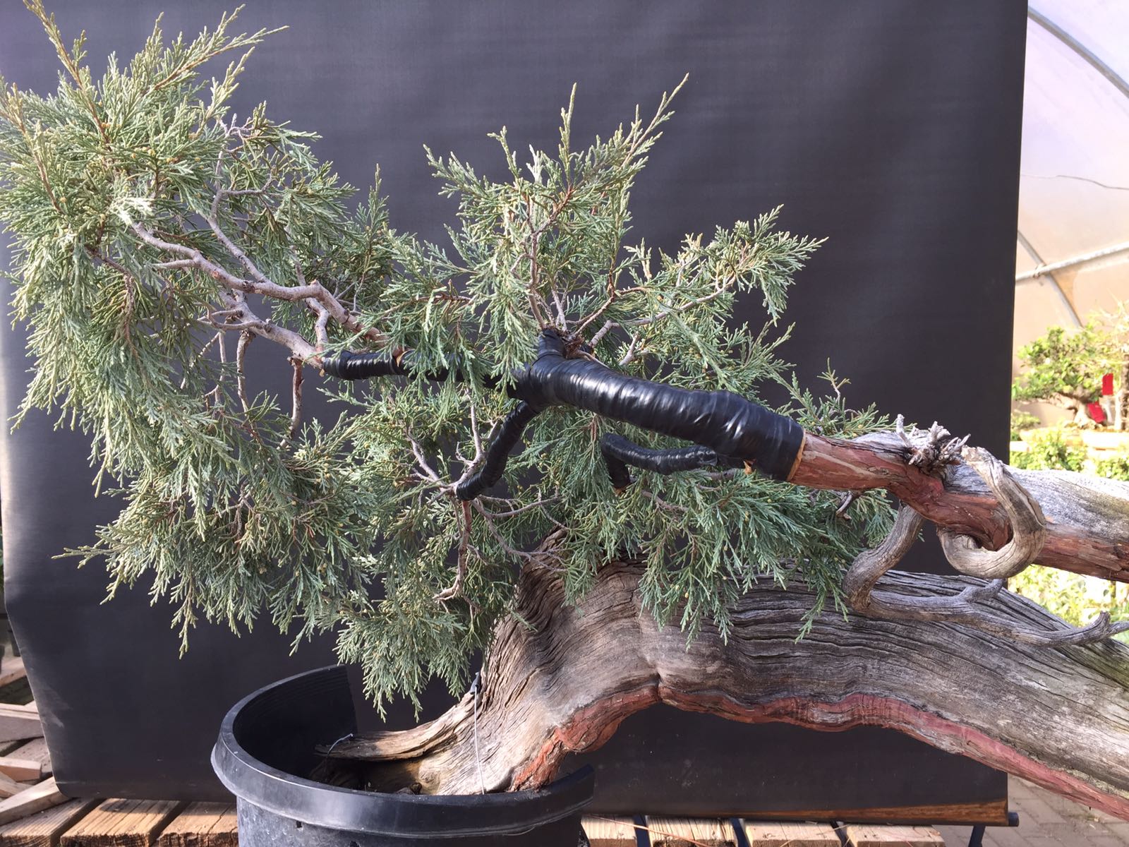 juniperus-scopolorum-rocky-mountain-juniper-the-ribbon-10 – Italian ...