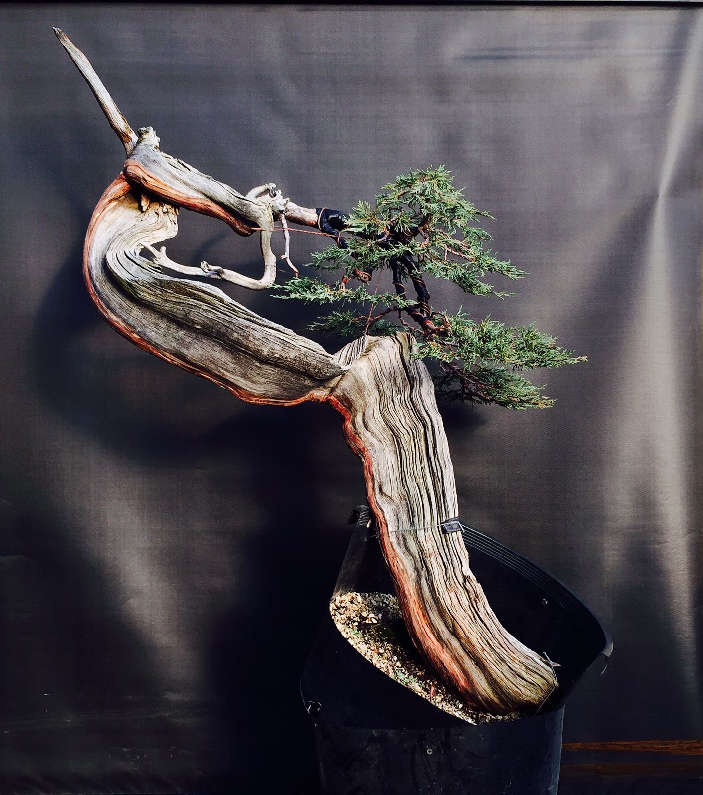 juniperus-scopolorum-rocky-mountain-juniper-the-ribbon-12 – Italian ...