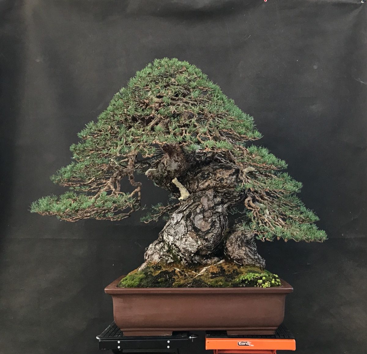 Mauro_PersonalTrees_6 – Italian Bonsai Dream – Mauro Stemberger