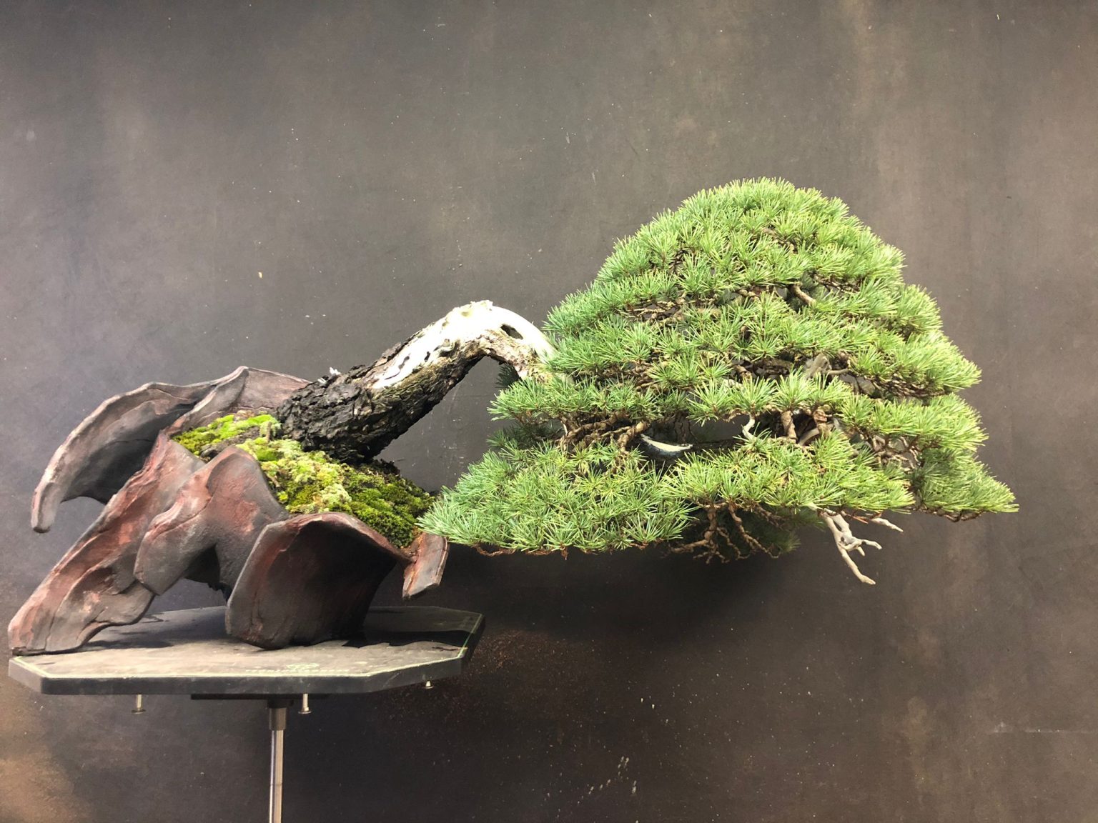 My Trees Italian Bonsai Dream Mauro Stemberger