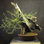 Restyling massive olive Italian Bonsai Dream Mauro Stemberger 