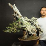 Restyling massive olive Italian Bonsai Dream Mauro Stemberger 